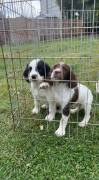 3 springer spaniel boys???????, English Springer Spaniel