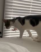 Finding Cookie-Dior,a new home, Mixed Breed