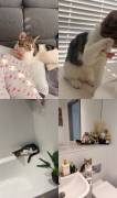Finding Cookie-Dior,a new home, Mixed Breed