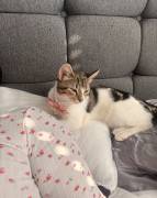 Finding Cookie-Dior,a new home, Mixed Breed
