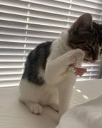 Finding Cookie-Dior,a new home, Mixed Breed