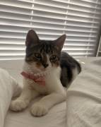 Finding Cookie-Dior,a new home, Mixed Breed