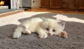 Delilah needs a new home!, Ragdoll Delilah needs a new home!, Ragdoll