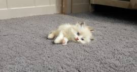 Delilah needs a new home!, Ragdoll Delilah needs a new home!, Ragdoll