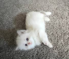 Delilah needs a new home!, Ragdoll
