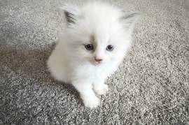 Delilah needs a new home!, Ragdoll Delilah needs a new home!, Ragdoll