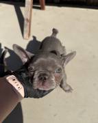 Frenchie, French Bulldog