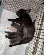 AKC French Bulldogs, French Bulldog