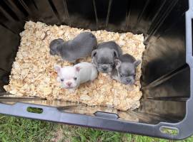 AKC French Bulldogs, French Bulldog