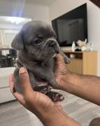 AKC French Bulldogs, French Bulldog