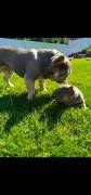 AKC French Bulldogs, French Bulldog
