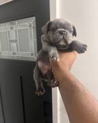AKC French Bulldogs, French Bulldog