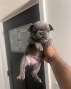 AKC French Bulldogs, French Bulldog