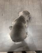 AKC French Bulldogs, French Bulldog