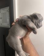 AKC French Bulldogs, French Bulldog