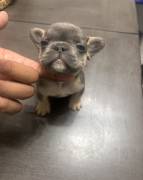 AKC French Bulldogs, French Bulldog