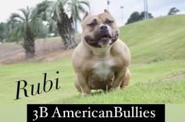 Rubi & Brimm Breeding, American Bulldog