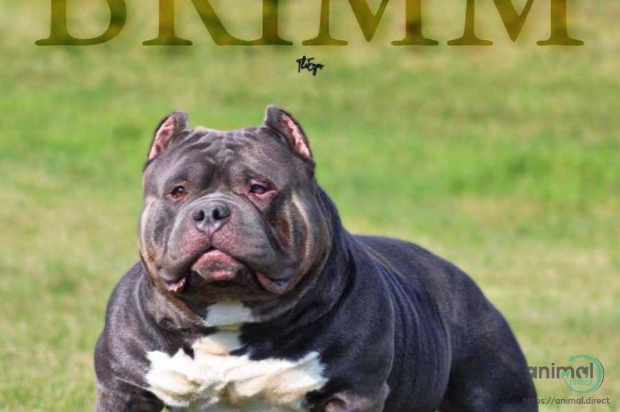 Brimm American Bully