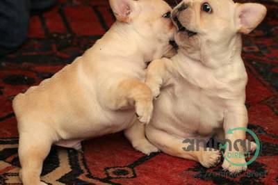 Lovely French Bulldog Puppies , French Bulldog