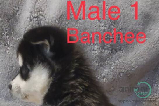 Pomsky puppies, Mixed Breed