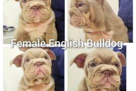 English Bulldog , Bulldog