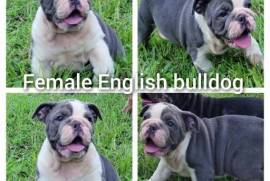 English Bulldog , Bulldog
