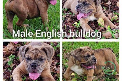English Bulldog , Bulldog