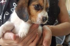 Beagle Puppies For Sale, Beagle