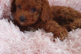 Cavapoo Puppies For Sale, Mixed Breed