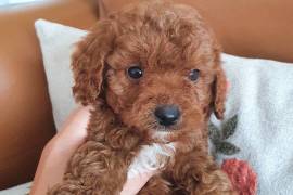 Cavapoo Puppies For Sale, Mixed Breed