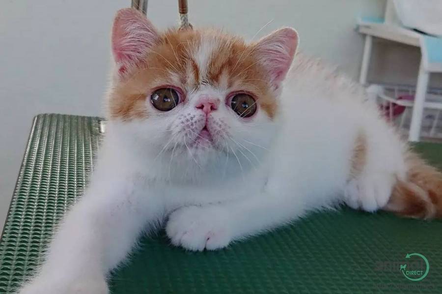 Exotic Short Hair Kittens, Exotic
