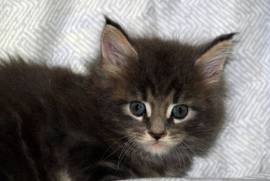 Maine Coon Kittens, Maine Coon