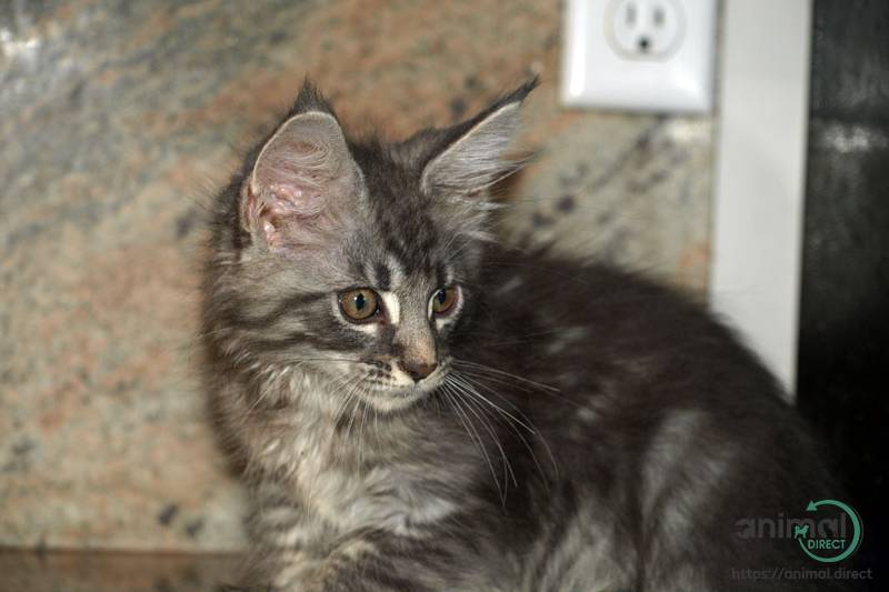 Maine Coon Kittens, Maine Coon
