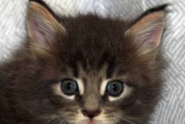 Maine Coon Kittens, Maine Coon