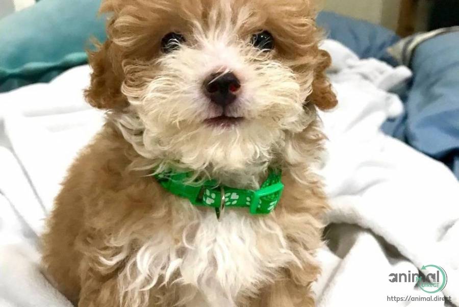 Fantastic Poodles puppies , Poodle