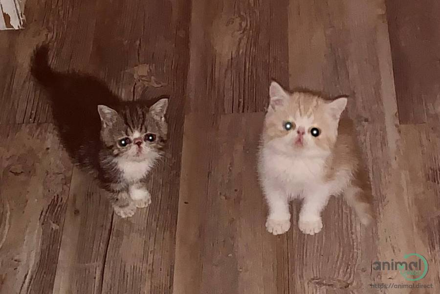 Exotic Shorthair Male Kittens, Exotic