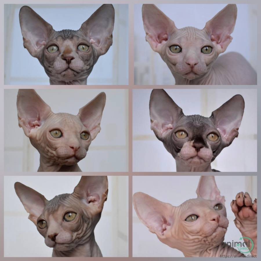 Sphynx kitten, Sphynx
