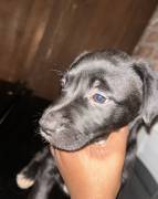pups for sell, Mixed Breed