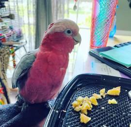 Galah Cockatoo , Cockatoo
