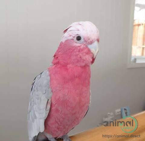 Galah Cockatoo , Cockatoo