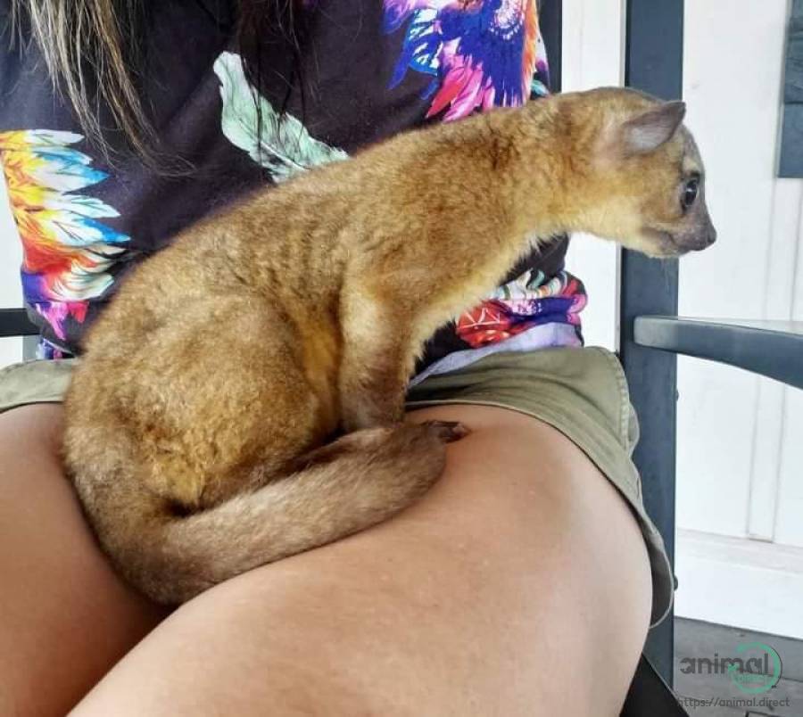 Honey Bear Kinkajou , Kinkajou