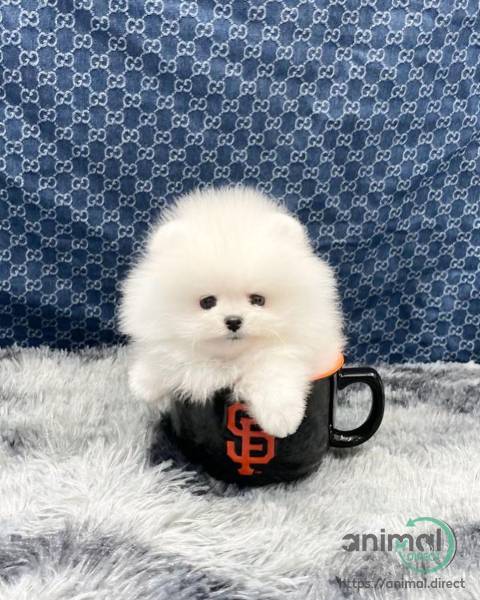 Pomeranian Puppies For Adotion, Pomeranian