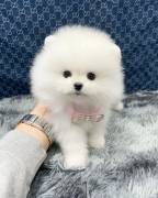 Pomeranian Puppies For Adotion, Pomeranian