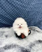 Pomeranian Puppies For Adotion, Pomeranian