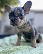 Merle female French Bulldog, French Bulldog