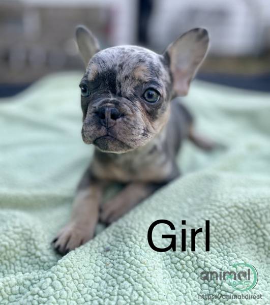 Merle female French Bulldog, French Bulldog