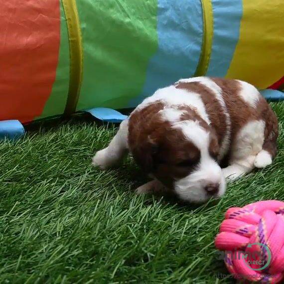 violet , Mixed Breed