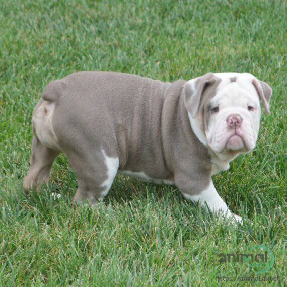 Name - Lucy , Bulldog