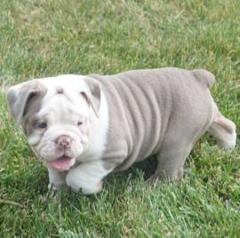 Name - Lucy , Bulldog