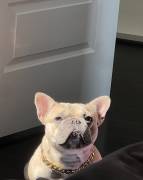 French Bulldog Fluffy Carrier, French Bulldog